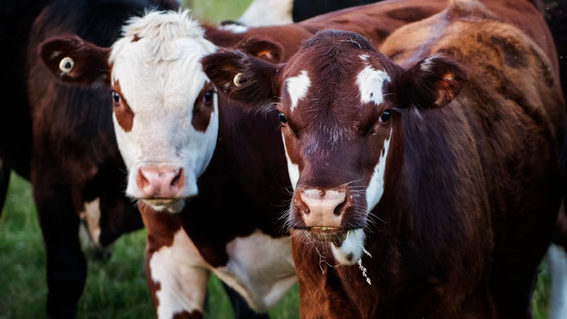 Gado confinado em sistema de engorda com manejo profissional